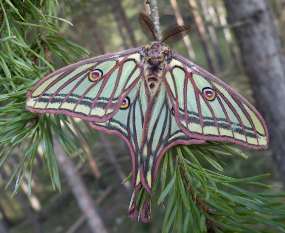 Imagen de la mariposa Graellsia isabelae, conocida como mariposa isabelina, muy común en esta zona y uno de los mayores exponentes de patrimonio natural de bronchales
