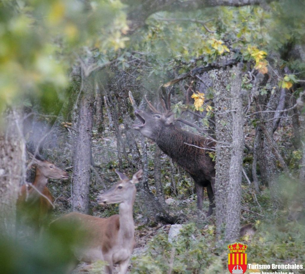 Fotografía de un ciervo durante la berrea en Bronchales